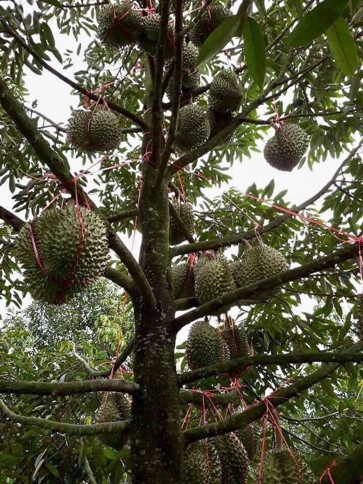 ផ្លែទុរេនកាន់តែពេញនិយមនៅទីផ្សារ ផ្លែទុរេនកាន់តែពេញនិយមនៅទីផ្សារ