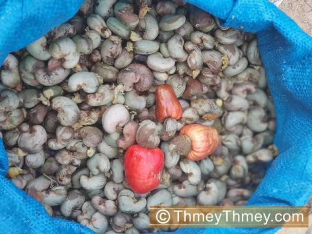 ស្វាយចន្ទីរបស់កម្ពុជា​គឺជា​កសិផល​​ដែល​បាន​នាំចេញ​ច្រើន​បំផុត​ទៅកាន់ប្រទេសវៀតណាម