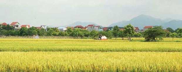 ហាណូយ កសាងជនបទថ្មីនៅតំបន់ជនជាតិនិងតំបន់ភ្នំ