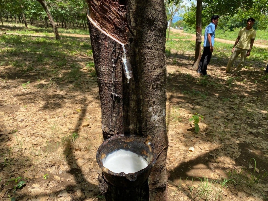 ផ្ទៃដីដាំកៅស៊ូនៅកម្ពុជា កើនឡើងជាបន្តបន្ទាប់