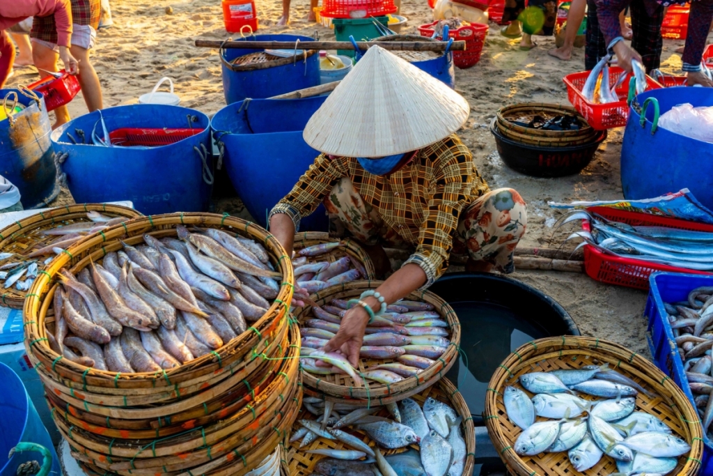 សម្រស់ដ៏ស្រស់ស្អាត នាពេលព្រឹកព្រលឹមនៅផ្សារត្រីដ៏ធំបំផុតក្នុងខេត្ត Quang Nam