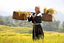 ការទាក់ទាញនៃរដូវកាលមាស Hong Thai