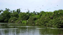 ស្វែងយល់ Con Ong Trang (ខេត្ត Ca Mau)