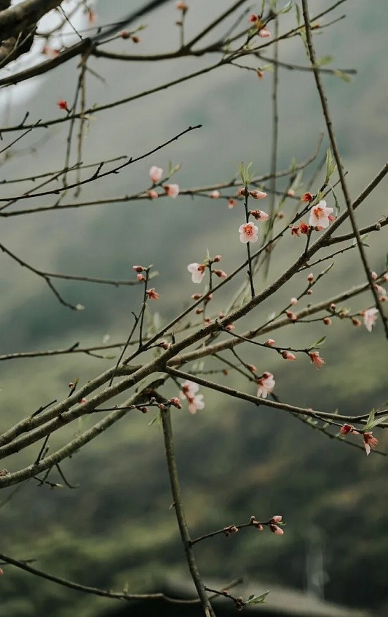 H'mong Ethnic Culture identity Kept in Pa Vi Ha Village H'mong Ethnic Culture identity Kept in Pa Vi Ha Village