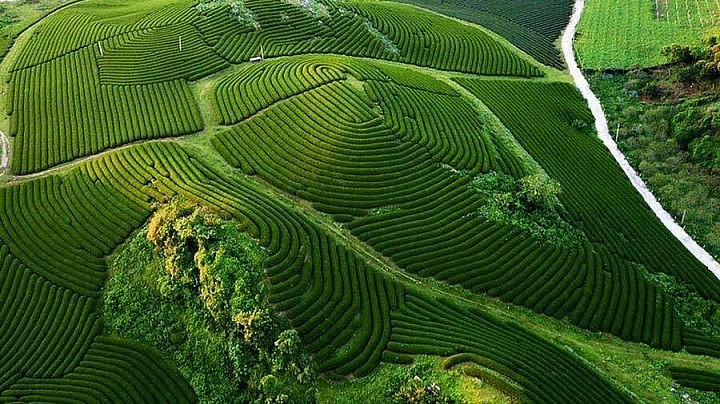 Mesmerizing Moc Chau Tea Hill from Above Mesmerizing Moc Chau Tea Hill from Above