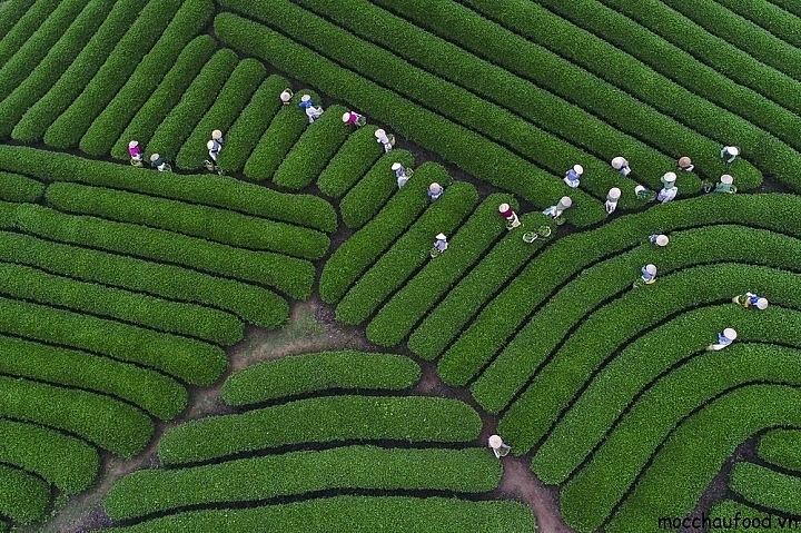 Mesmerizing Moc Chau Tea Hill from Above Mesmerizing Moc Chau Tea Hill from Above