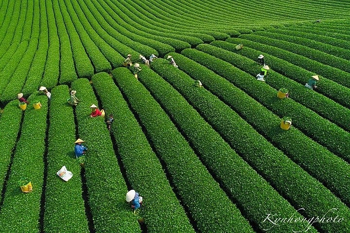 Mesmerizing Moc Chau Tea Hill from Above Mesmerizing Moc Chau Tea Hill from Above