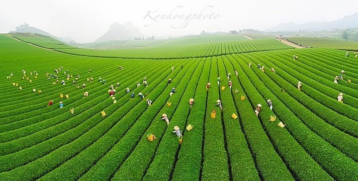 Mesmerizing Moc Chau Tea Hill from Above Mesmerizing Moc Chau Tea Hill from Above