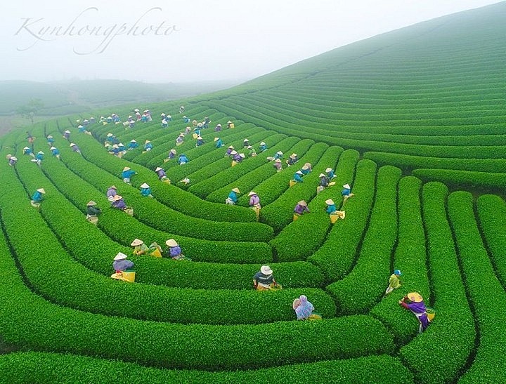 Mesmerizing Moc Chau Tea Hill from Above Mesmerizing Moc Chau Tea Hill from Above