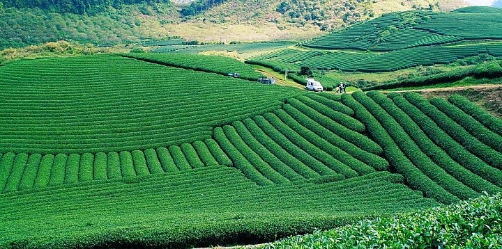 Mesmerizing Moc Chau Tea Hill from Above Mesmerizing Moc Chau Tea Hill from Above
