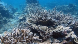 Страны морей Восточной Азии сотрудничают для защиты морской среды
