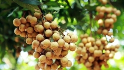 Вьетнамская сельскохозяйственная продукция выходит на новые зарубежные рынки