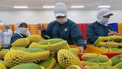 Сельское хозяйство Вьетнама сохраняет роль «опоры» экономики