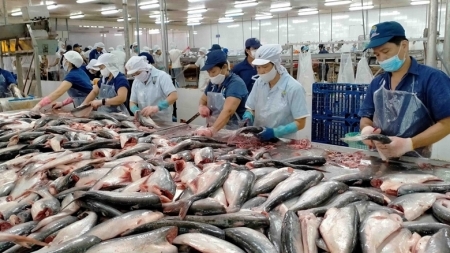 Экспорт вьетнамского пангасиуса в Россию увеличился на 83%