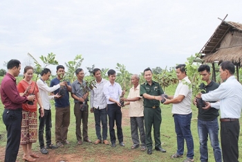 ຜົນສຳເລັດຂອງສວນຕົ້ນໄມ້ ແຮກສ່ຽວ ຢູ່ຊາຍແດນຫວຽດນາມ - ລາວ