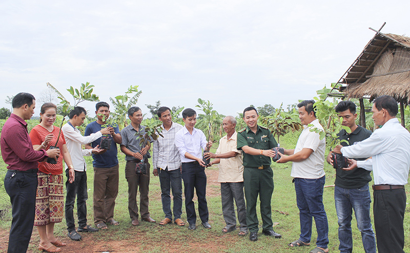 ຜົນສຳເລັດຂອງສວນຕົ້ນໄມ້ ແຮກສ່ຽວ ຢູ່ຊາຍແດນຫວຽດນາມ - ລາວ