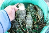 ຫວຽດ ນາມ ສ ງ ເສ ມ ກ ງ 160 ໂຕນ ໄປ ຍ ງ eu ອາ ເມ ລ ກາ ແລະ ຍ ປ ນ ໃນ ຕ ນ ປ 2021