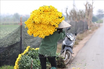 ភូមិផ្កា Tay Tuu ប្រញាប់ប្រញាល់ស្វាគមន៍ពិធីបុណ្យចូលឆ្នាំថ្មីប្រពៃណីវៀតណាមឆ្នាំ២០២០