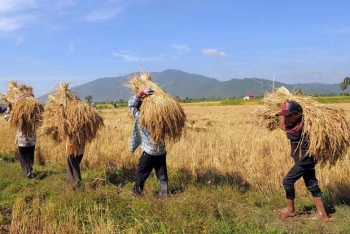 កម្ពុជា៖ គ្រោងនឹងនាំចេញអង្ករ ១ លានតោននៅឆ្នាំ ២០២០