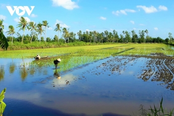 ខេត្ត Ca Mau អភិវឌ្ឍន៍ពាណិជ្ជសញ្ញាស្រូវគ្មានជាតិគីមី