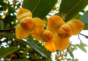 តើ​អ្នក​យល់​ដឹង​អ្វី​ខ្លះ​ពី​«ផ្ការំដួល»​ដែល​ជា​ផ្កា​តំណាង​ជាតិ​ខ្មែរ?