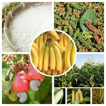 កម្ពុជា នាំចេញ​ផលិតផល​កសិកម្ម បាន​តិចតួច ខណៈ​ទីផ្សារ​បញ្ជា​ទិញ​នៅ​ប្រទេស​មួយចំនួន ត្រូវបាន​ប្រកាស​ផ្អាក​ដោយសារ​ជំងឺឆ្លង​កូ​វីដ​១៩