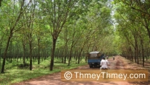 កម្ពុជា​នាំចេញ​ជ័រកៅស៊ូ​ធា្ល​ក់​ជិត​៥០​ភាគរយ ក្នុង​ខែកុម្ភៈ