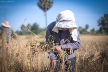 ក្រសួងកសិកម្ម​៖ ទិន្នផល​ស្រូវប្រាំង​ឆ្នាំនេះ មាន​ជាង​២.៦​លាន​តោន​