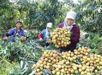 ប្រព័ន្ធផ្សព្វផ្សាយអាល្លឺម៉ង់៖ វៀតណាមមានសុទិដ្ឋិនិយមអំពីការអេភិវឌ្ឍវិស័យសេដ្ឋកិច្ច