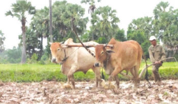 ធនាគារអភិវឌ្ឍន៍អាស៊ី (ADB) បន្តជម្រុញការអភិវឌ្ឍវិស័យកសិកម្មរបស់កម្ពុជា