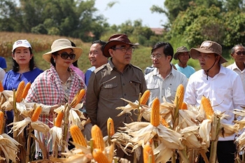 ៥ខែ កម្ពុជា នាំចេញពោតក្រហម ត្រឹមតែ៣.៥ម៉ឺនតោន ថយចុះជិត៣០%