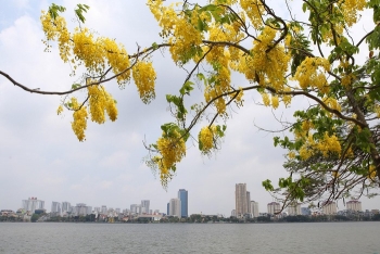 រដ្ឋធានី Ha Noi ពោរពេញទៅដោយផ្កាលឿងរាជក្នុងរដូវក្តៅ