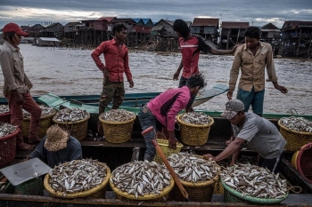 “អ្នកនេសាទគ្មានត្រី” - បឹងទន្លេសាបរីងស្ងួតដោយសារទឹកទន្លេមេគង្គហូរចូលយឺតជាងធម្មតា
