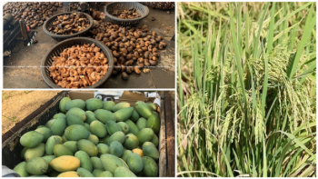 កម្ពុជាពង្រឹងផលិតផលគ្រាប់ស្វាយចន្ទីកែច្នៃដើម្បីនាំចេញ
