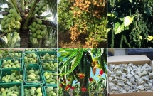 ក្រុមហ៊ុន​ចិន​មួយ គ្រោង​បោះទុន​លើ​វិស័យ​កសិកម្ម​កម្ពុជា និង​ប្រមូល​ទិញ​ផ្លែឈើ​ស្រស់​នាំ​ចេញទៅ​ចិន
