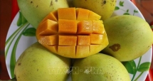 នៅថ្ងៃទី ២ ខែកញ្ញា អ្នកជំនាញខាងត្រួតពិនិត្យសម្រាប់ការនាំចេញផ្លែឈើទៅកាន់សហរដ្ឋអាមេរិកដែលនឹងមកប្រទេសវៀតណាម