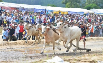ខេត្ត An Giang ៖ មិនរៀបចំការប្រណាំងគោ Bay Nui លើកទី ២៧ នៅឆ្នាំ ២០២០