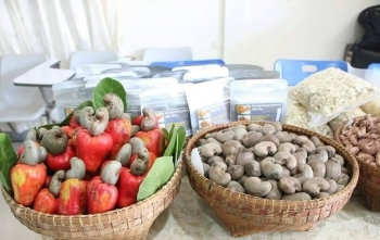 កម្ពុជា អាចនាំចេញគ្រាប់ស្វាយចន្ទី បានជាង ២០៤ ០០០ តោន