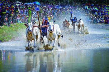 ពិធីប្រណាំងគោនៅតំបន់ បៃនូយ