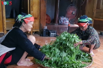 ឃុំ Cao Bo អភិវឌ្ឍរបរដាំតែ Shan tuyet