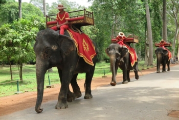 ប្រទេសកម្ពុជាបានហាមឃាត់ការប្រើប្រាស់ដំរីដើម្បីបម្រើភ្ញៀវទេសចរនៅឯប្រាសាទអង្គរវត្ត