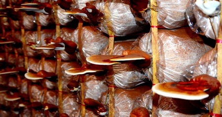 Компания «Идеальные продукты питания Вьетнама» (Ideal Foods Vietnam) занимается вьетнамским грибном бизнесом