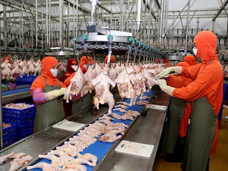 Вьетнам будет экспортировать переработанную продукцию из курицы на российский рынок