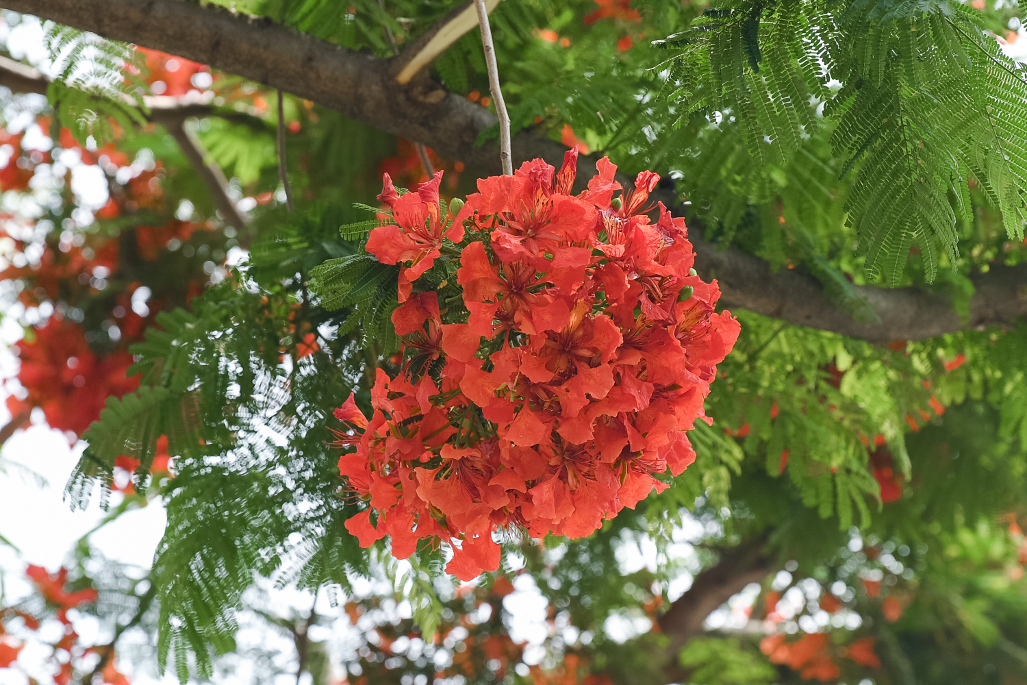Ảnh 0