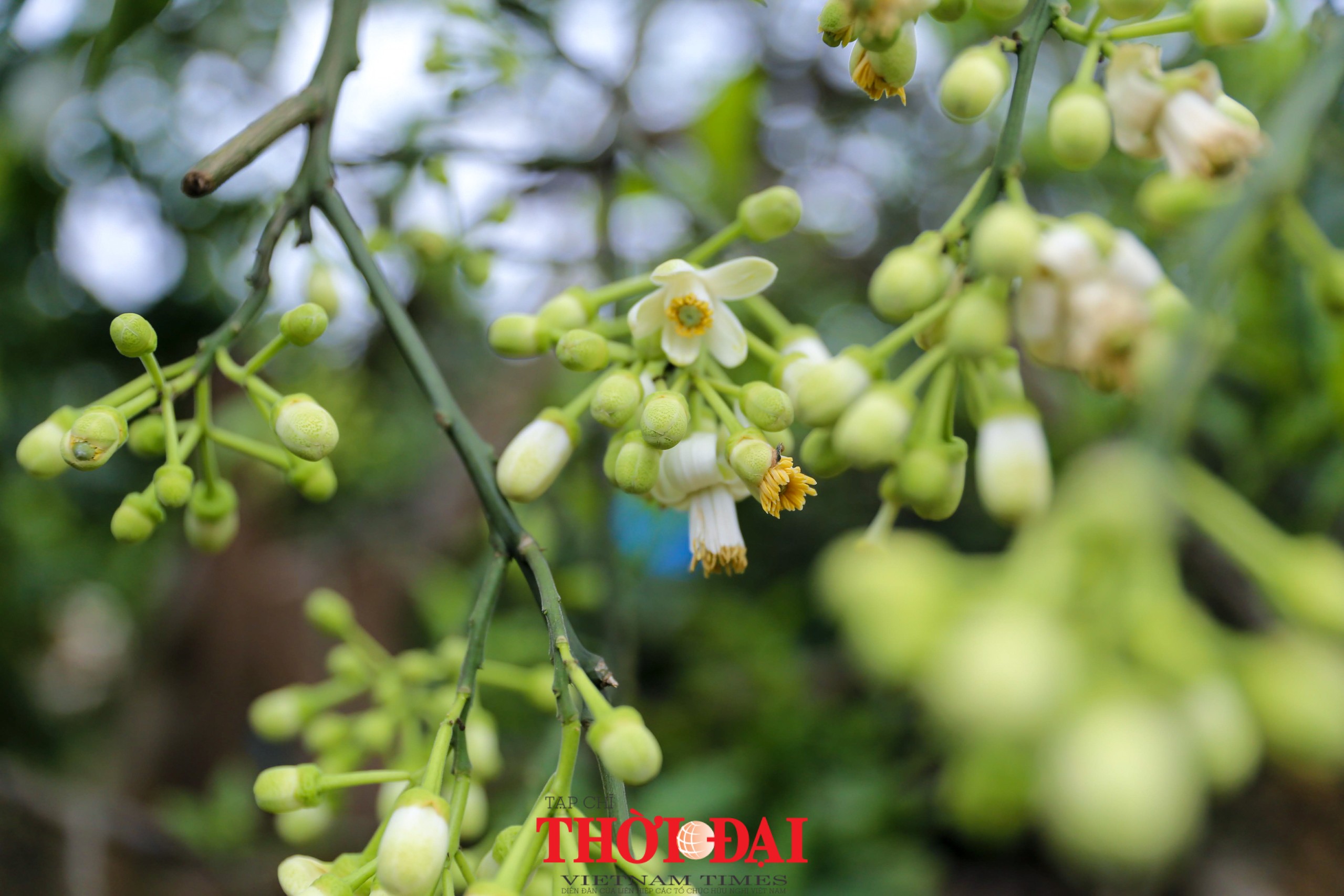 Hà Nội mùa hoa bưởi ngát hương Hà Nội mùa hoa bưởi ngát hương