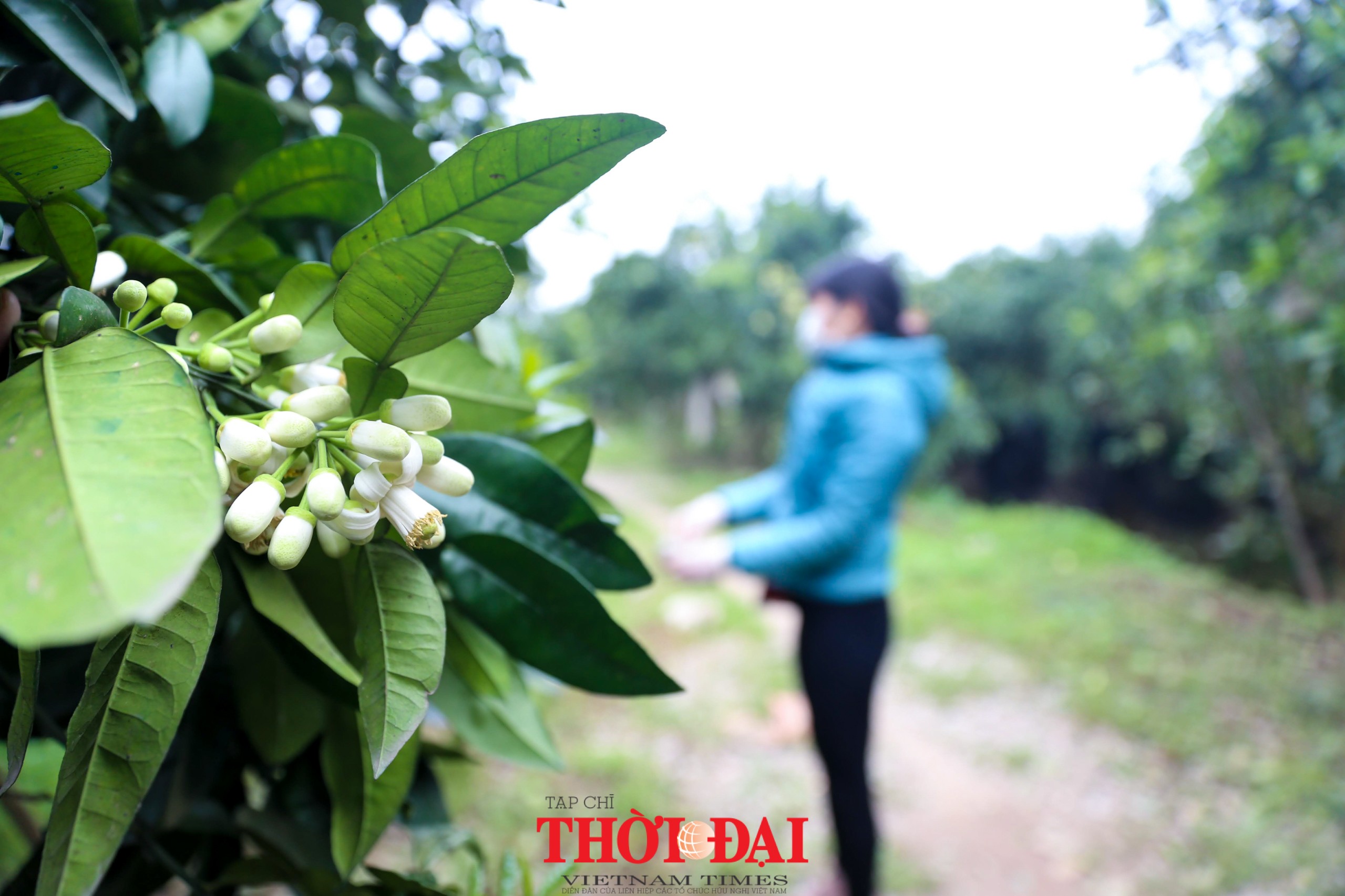Hà Nội mùa hoa bưởi ngát hương Hà Nội mùa hoa bưởi ngát hương
