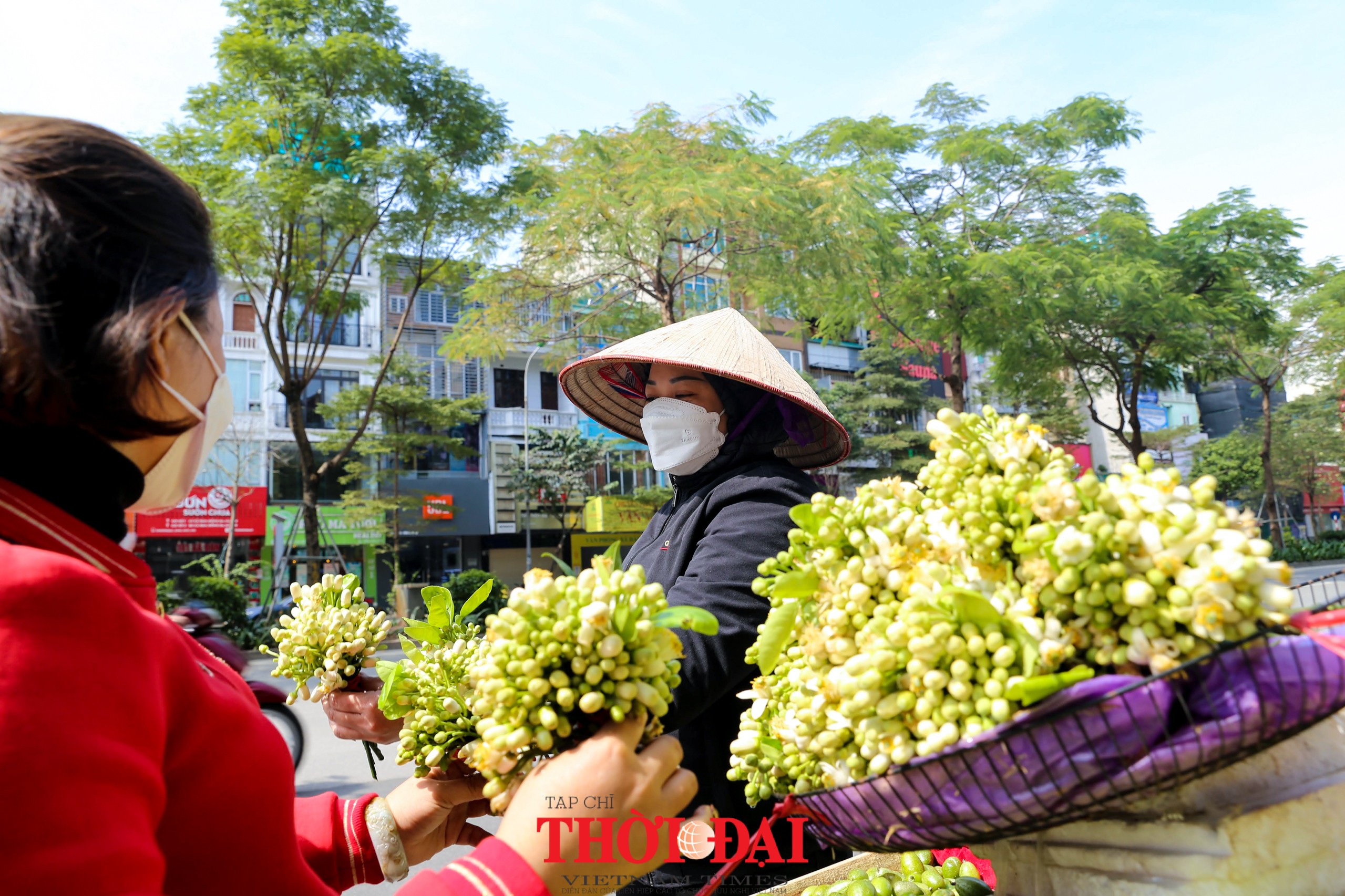 Hà Nội mùa hoa bưởi ngát hương Hà Nội mùa hoa bưởi ngát hương