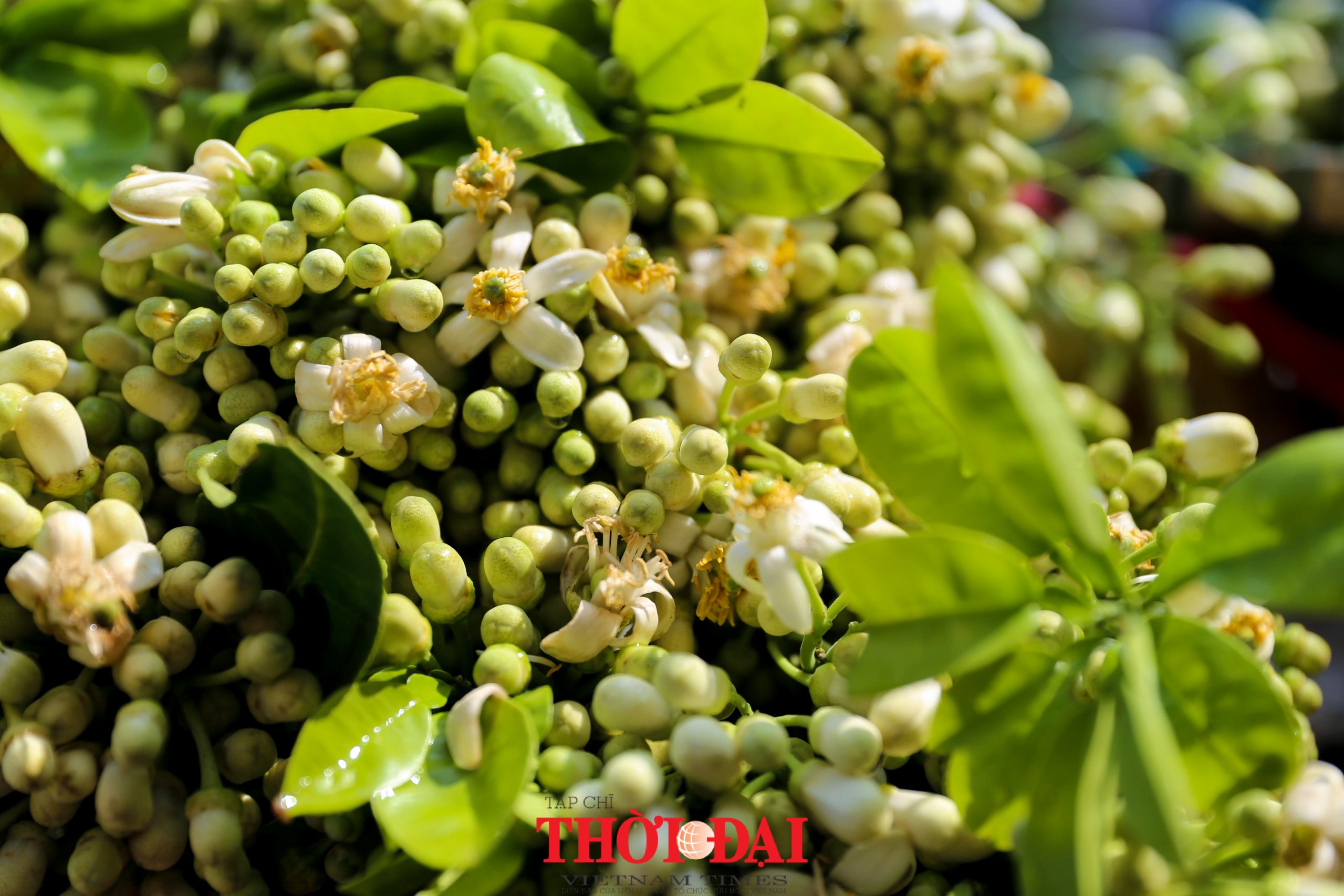 Hà Nội mùa hoa bưởi ngát hương Hà Nội mùa hoa bưởi ngát hương
