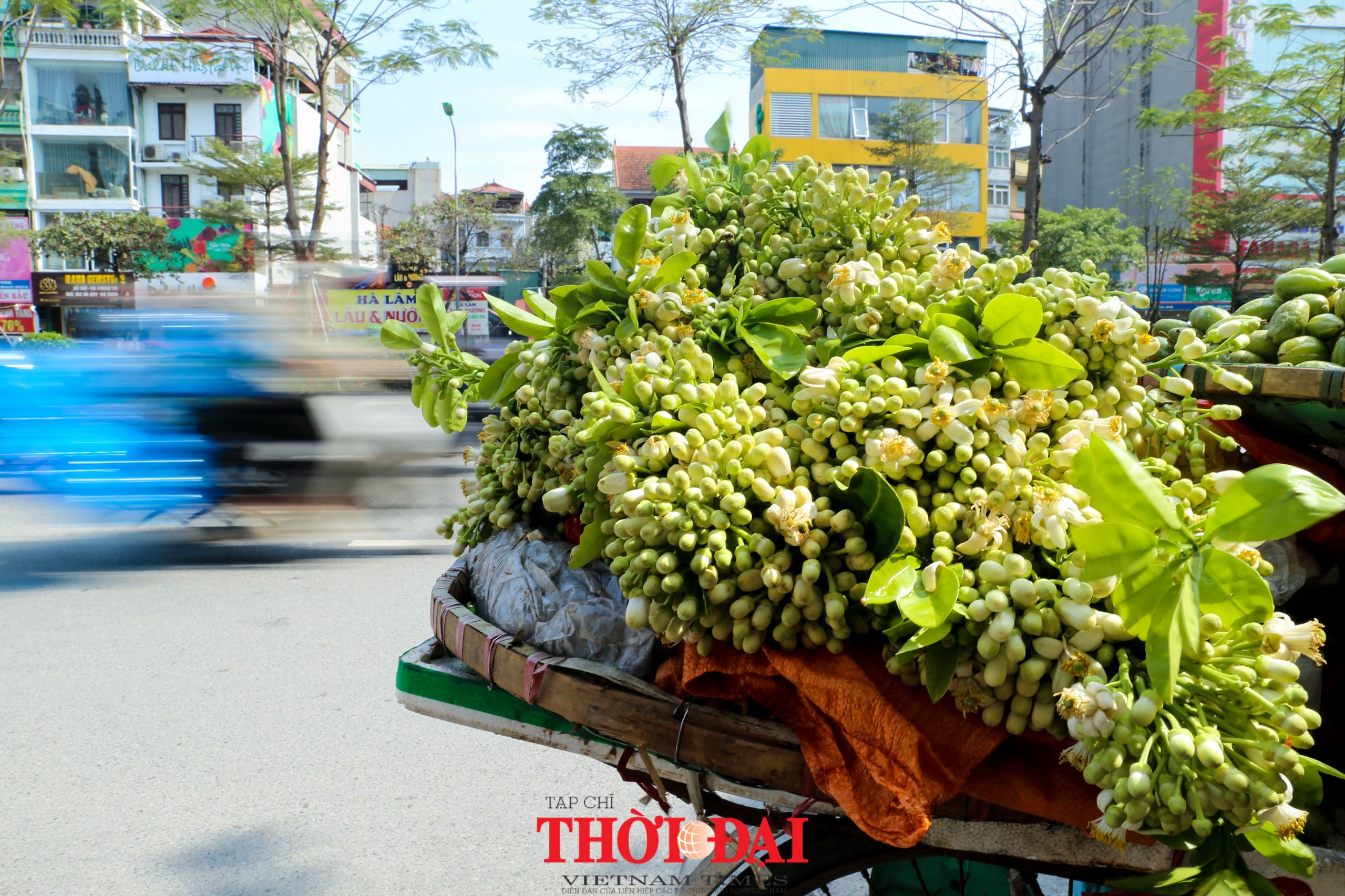 Hà Nội mùa hoa bưởi ngát hương Hà Nội mùa hoa bưởi ngát hương