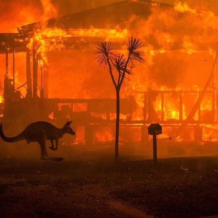 Gần nửa tỷ động vật bị thiêu sống trong vụ cháy rừng thảm khốc ở Australia gan nua ty dong vat bi thieu song trong vu chay rung tham khoc o australia